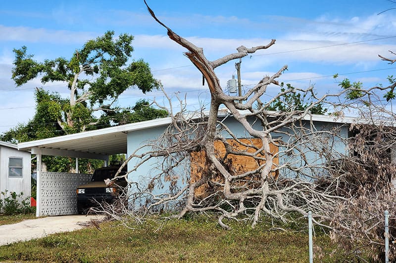 Fallen Down Tree After Hurricane